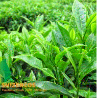 Chiết xuất trà xanh - Gia công Mỹ Phẩm - Thực Phẩm Chức Năng SHIZENCOS <br> Công Ty TNHH Hóa Dược Shizencos
